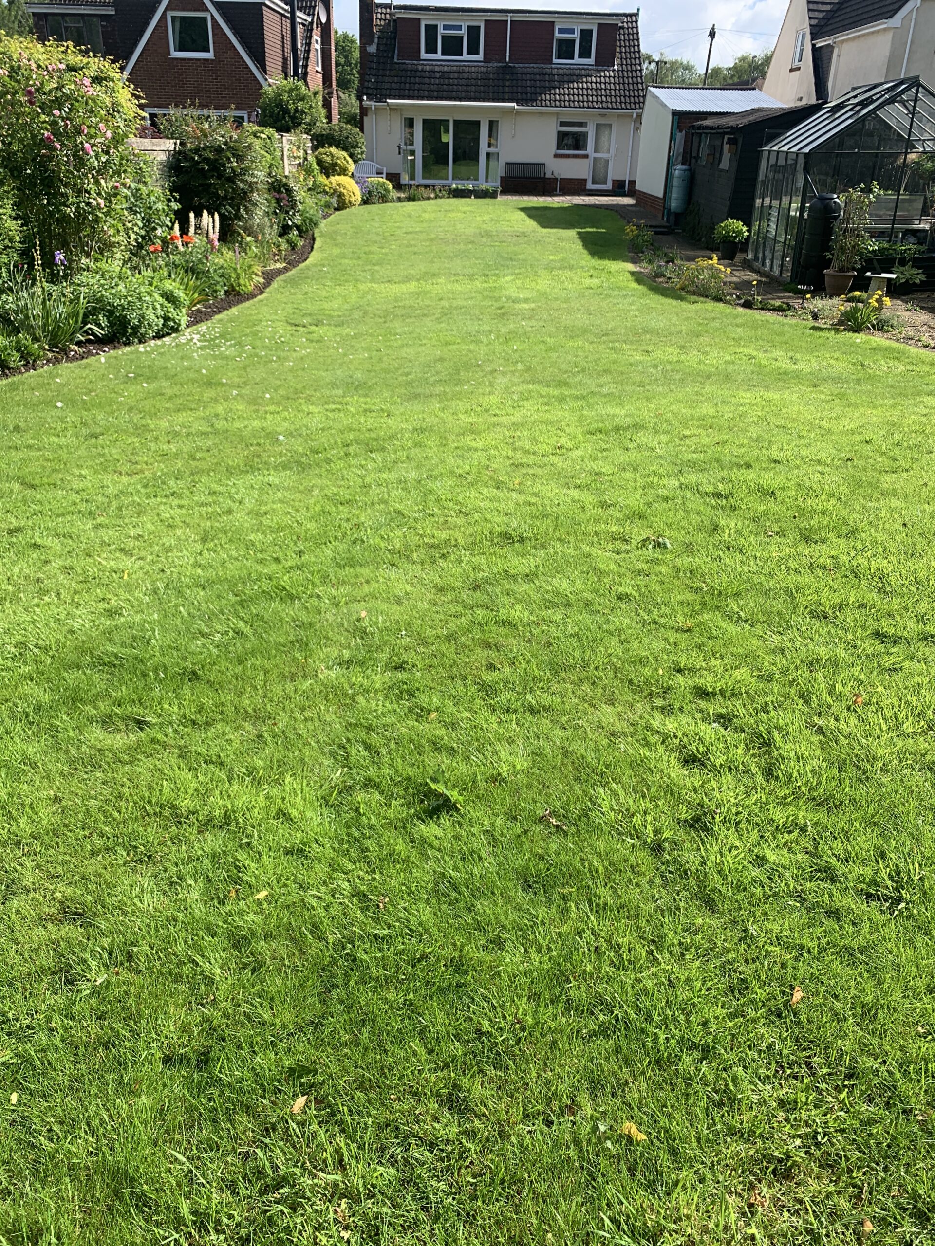Lawn with various broadleaf weeds visible across the surface