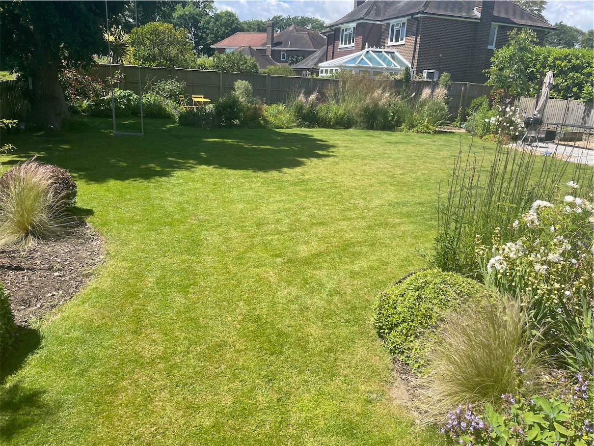 Garden lawn showing summer stress with fading colour and thin patches