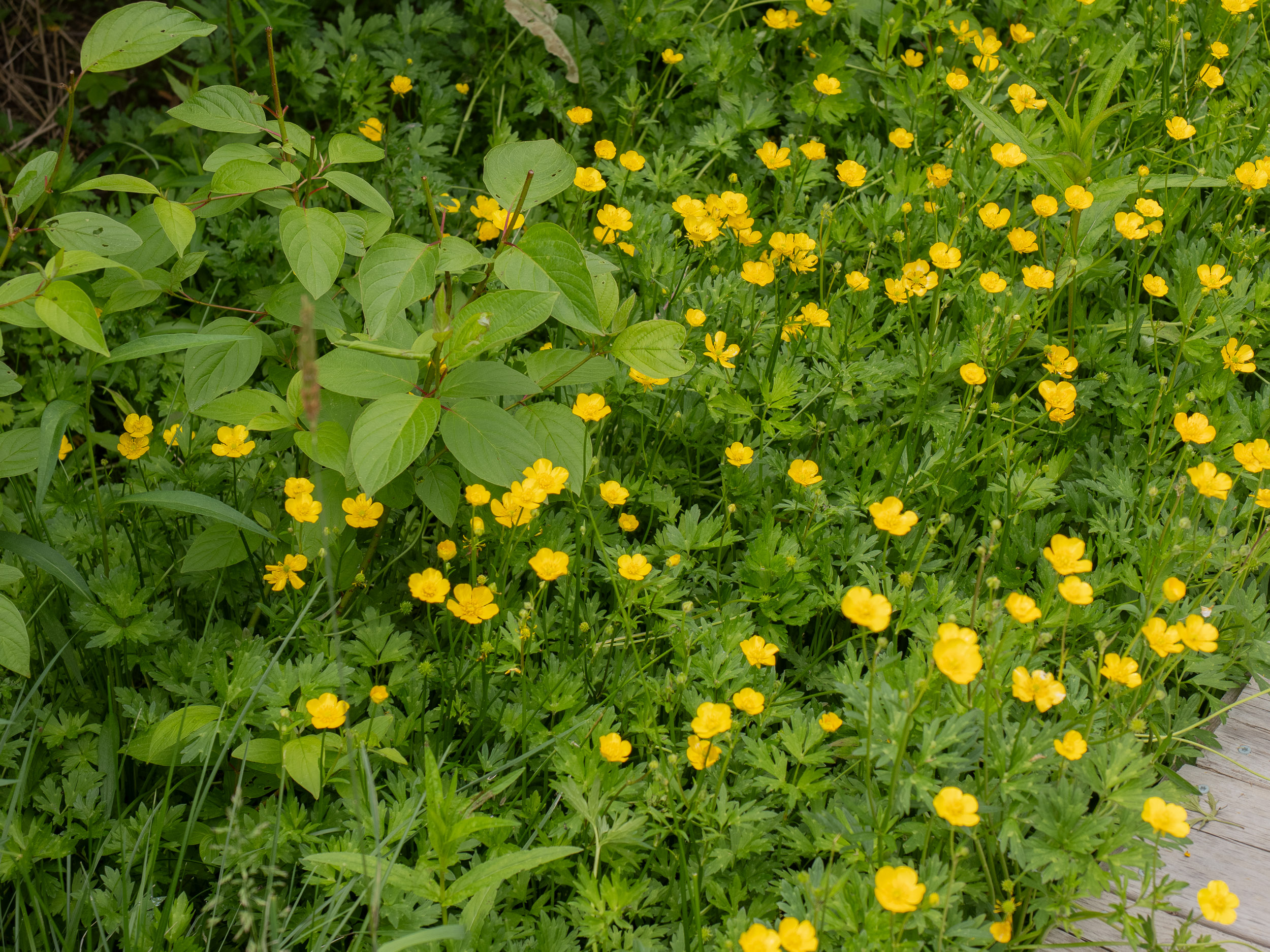 Creeping buttercup with glossy yellow flowers spreading across a lawn