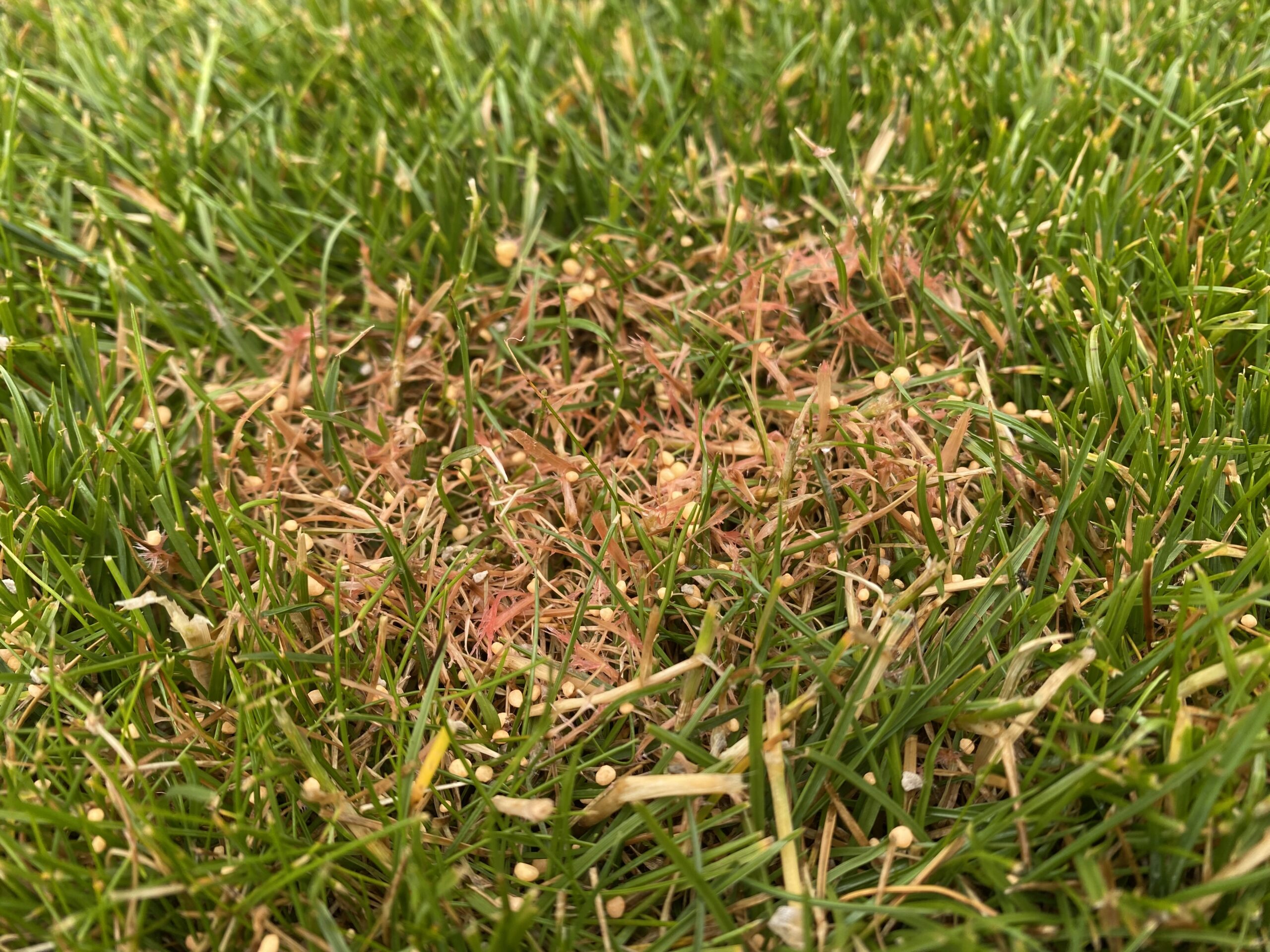 Close-up of red thread fungal disease showing pinkish-red threads on grass blades
