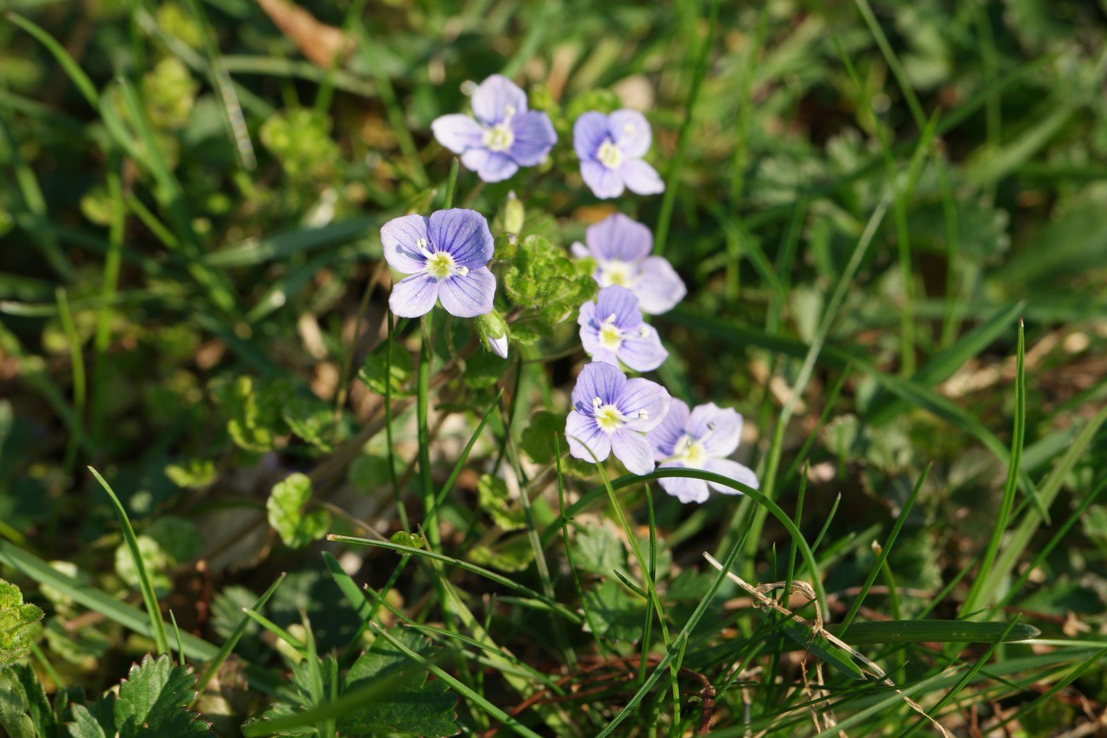 Slender speedwell with tiny blue-lilac flowers forming a mat across a lawn