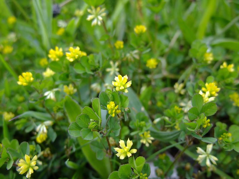 Lesser trefoil with small yellow flower heads in a lawn