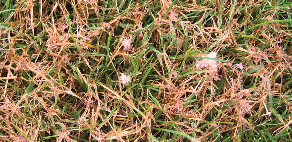 Red thread disease visible as pinkish bleached patches on lawn grass