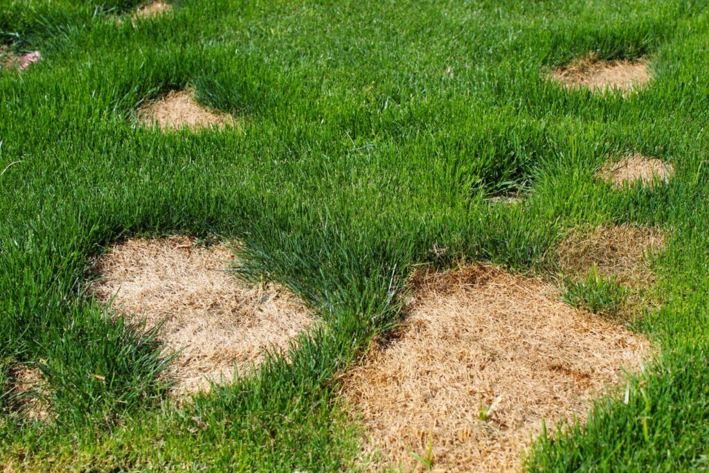 Lawn showing bullseye pattern of pet urine damage with brown centres and green outer rings