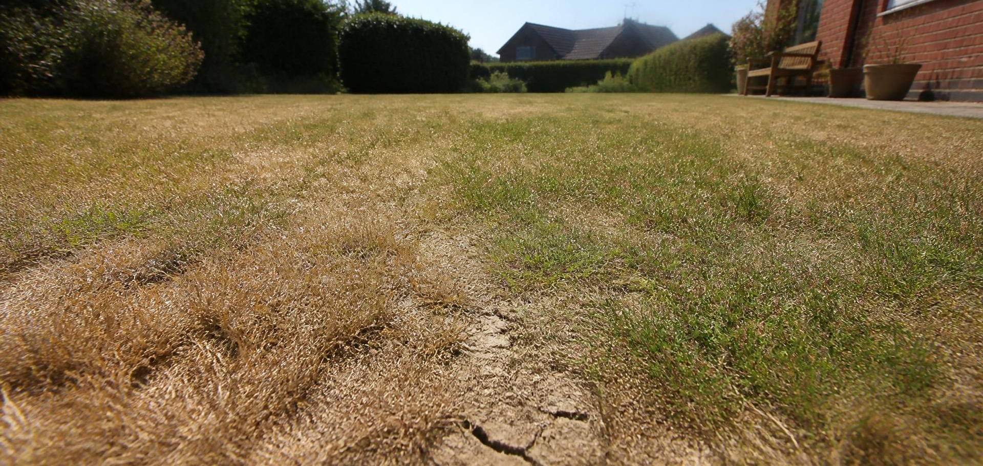 When the lawn dries out and doesn't recover