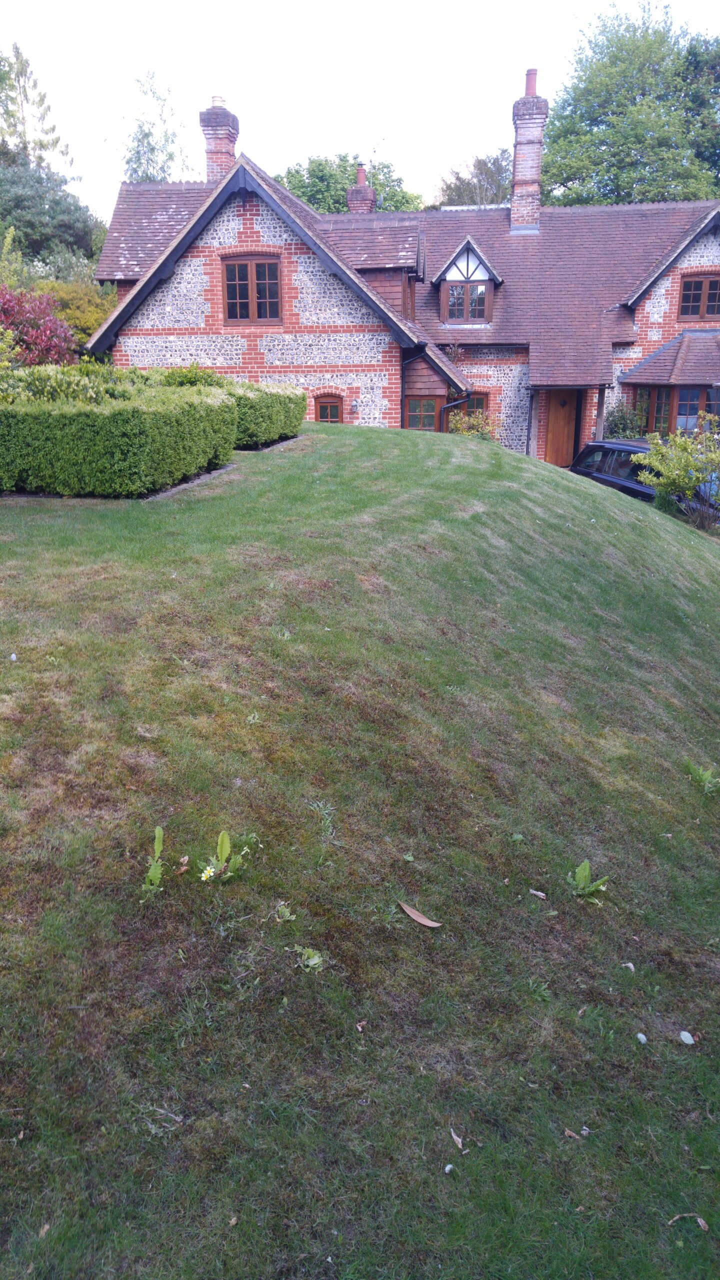 When the lawn dries out and doesn't recover