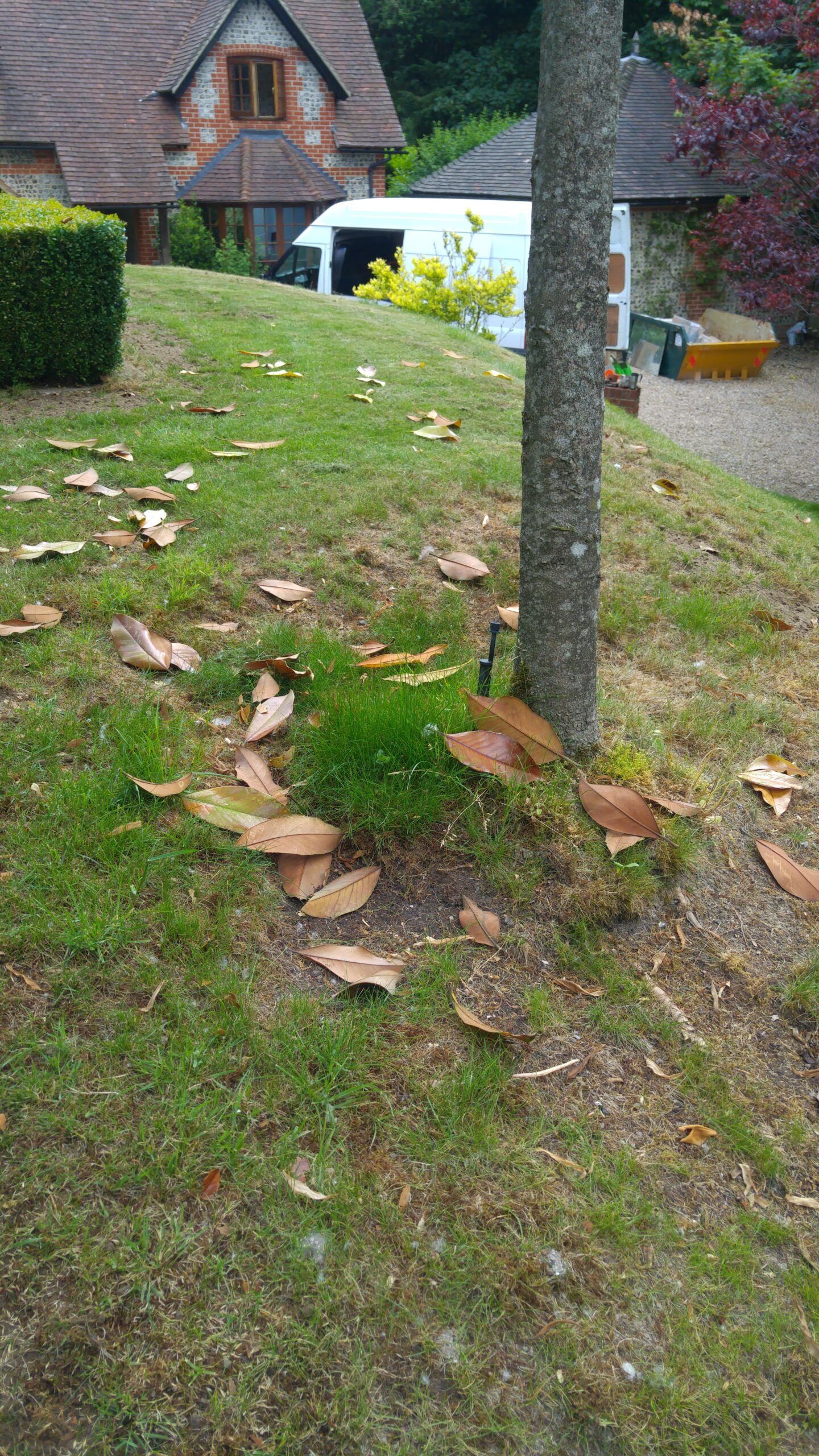 When the lawn dries out and doesn't recover