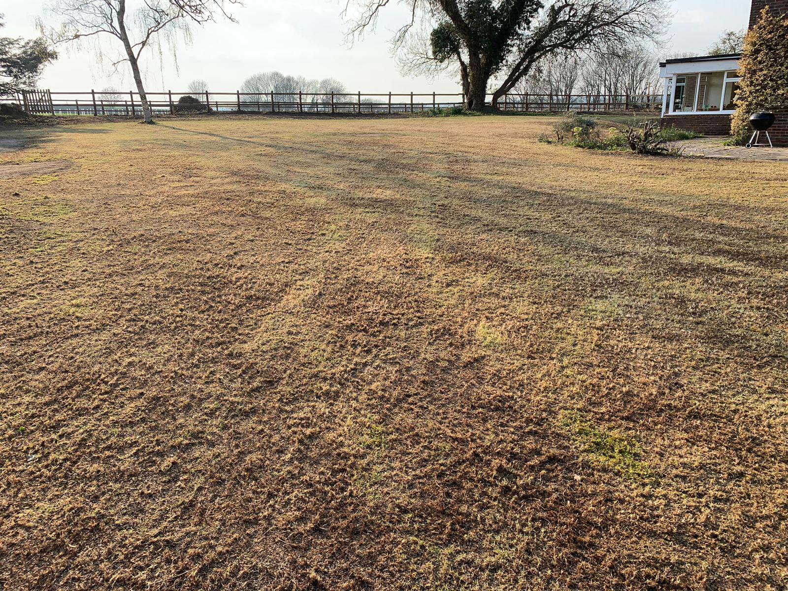 When the lawn dries out and doesn't recover