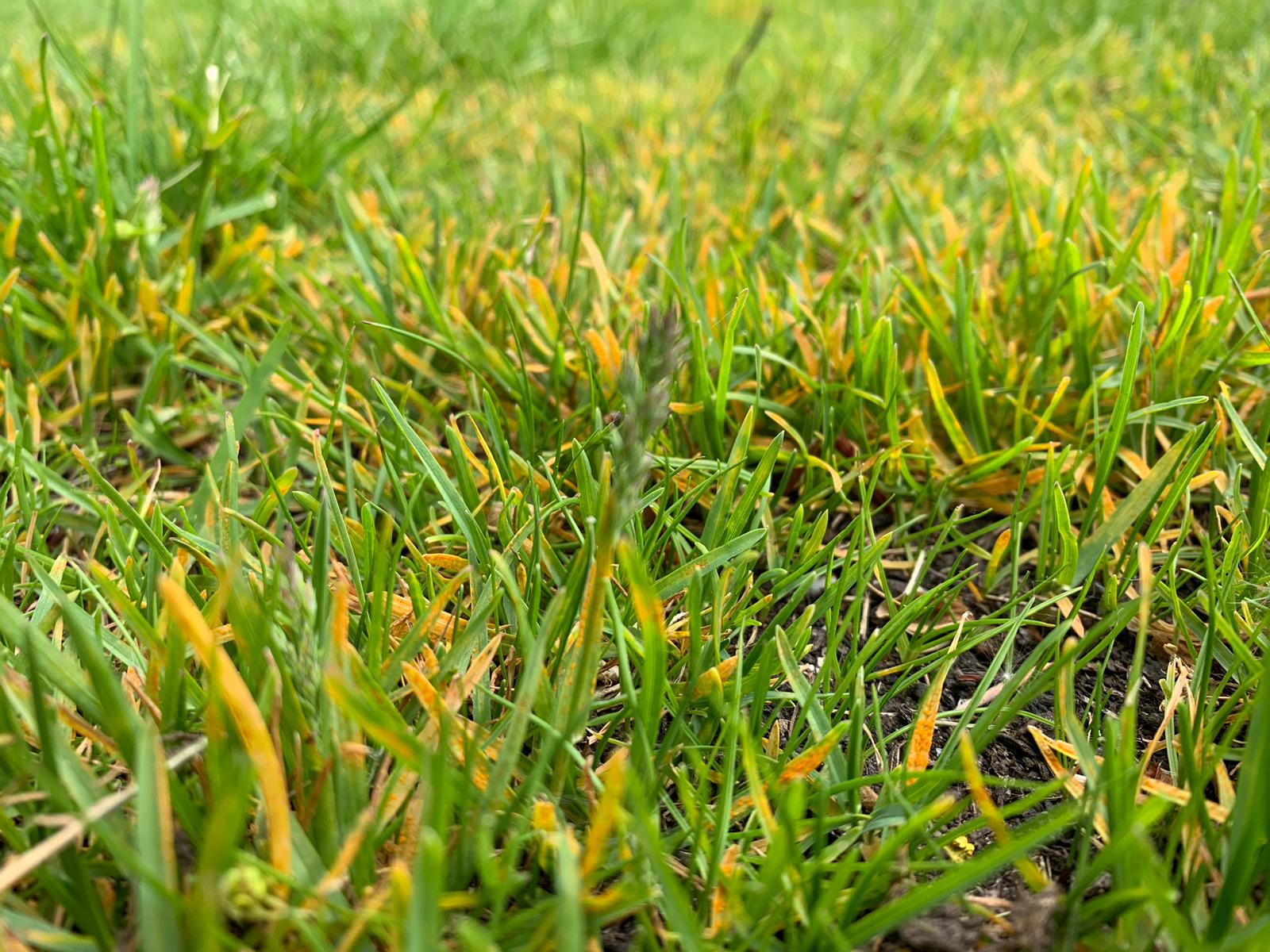 When weeds are spreading through a weakened lawn
