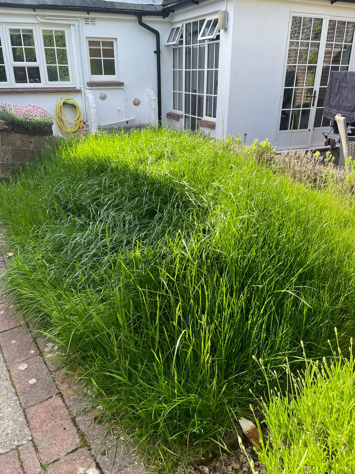 When weeds are spreading through a weakened lawn