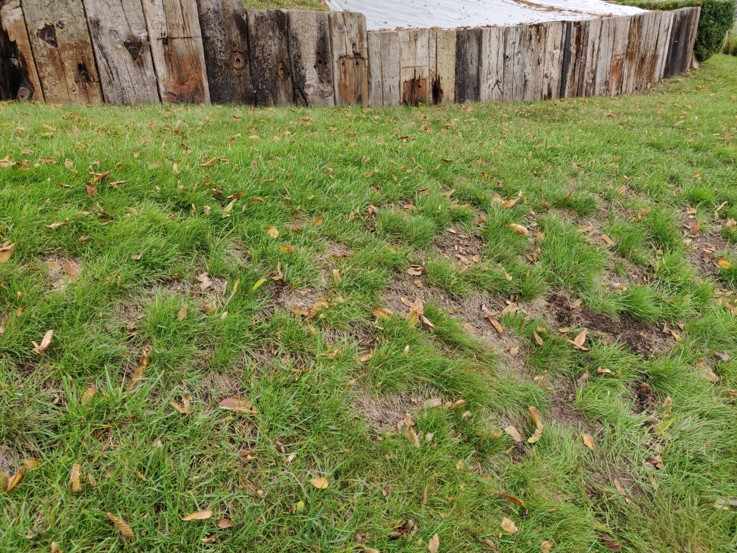 When the lawn is patchy and uneven