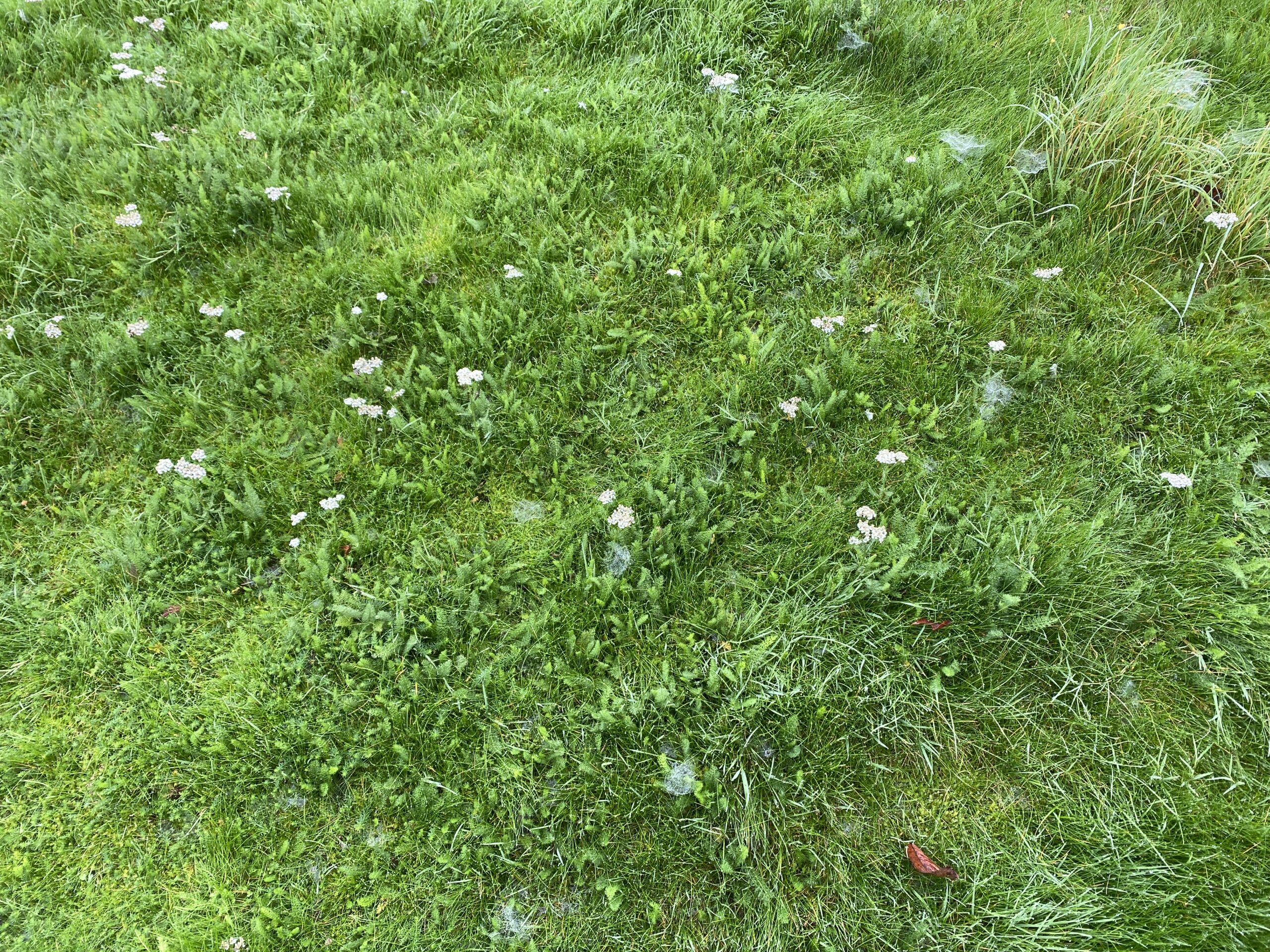 When weeds are spreading through a weakened lawn
