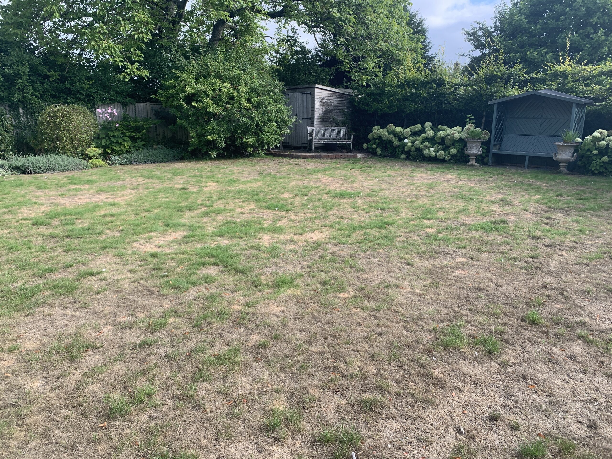 When the lawn dries out and doesn't recover
