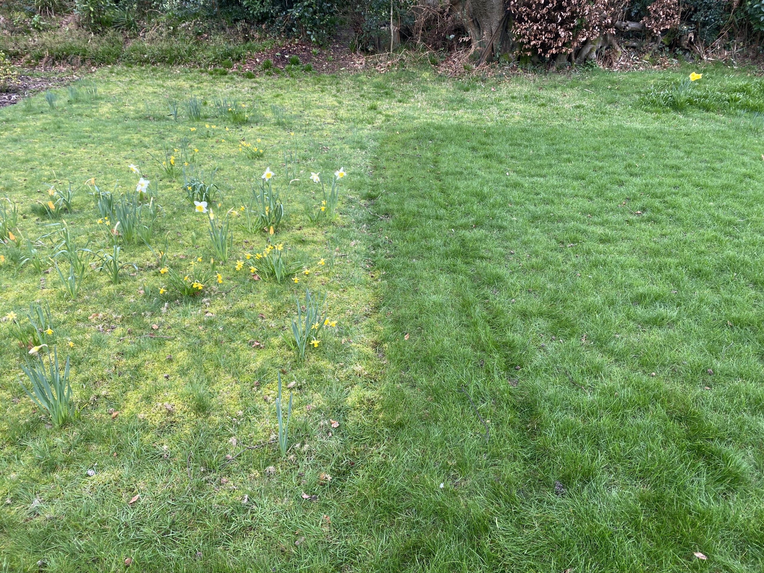 One lawn, divided: untreated mossy grass on the left, Shrekfeet-treated grass on the right, thicker and greener