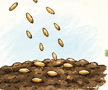 Grass seed scattered onto prepared soil