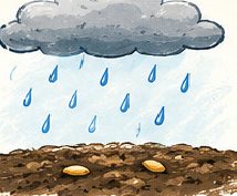 Rain falling onto seeded soil
