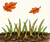 Grass slowing down as autumn leaves fall