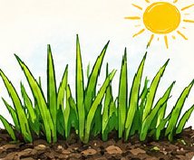 Thick, full grass in spring sunshine