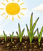 Bright sun over thin young grass