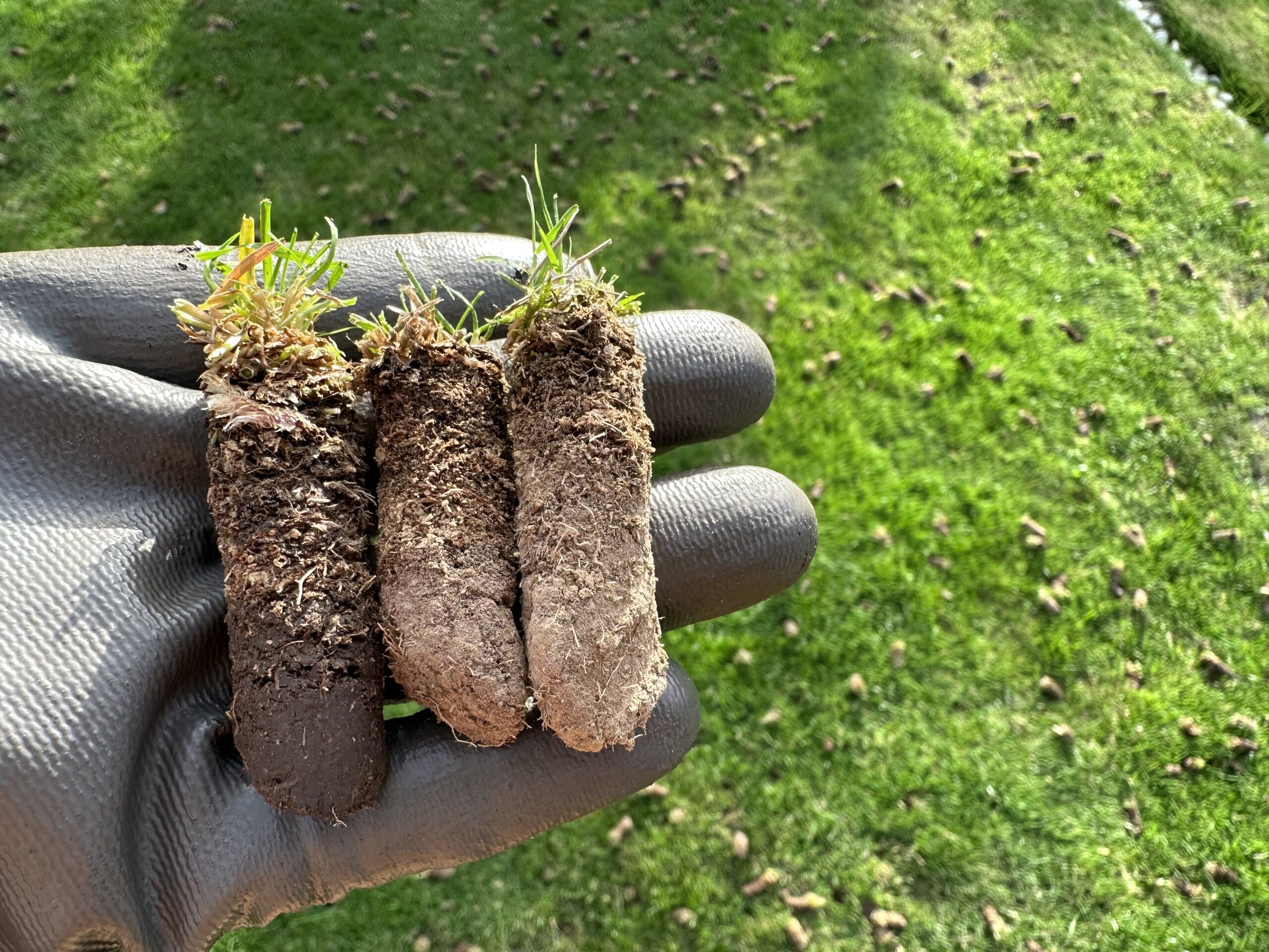 Shrekfeet technician operating a scarifier to remove thatch from a lawn