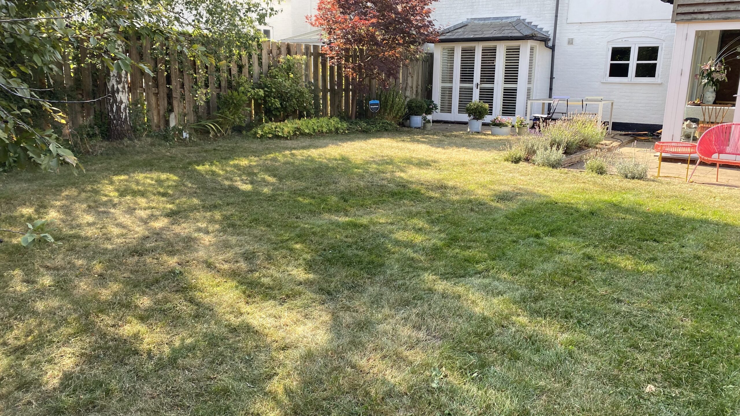 Lawn in autumn condition showing the effects of summer stress and the need for renovation