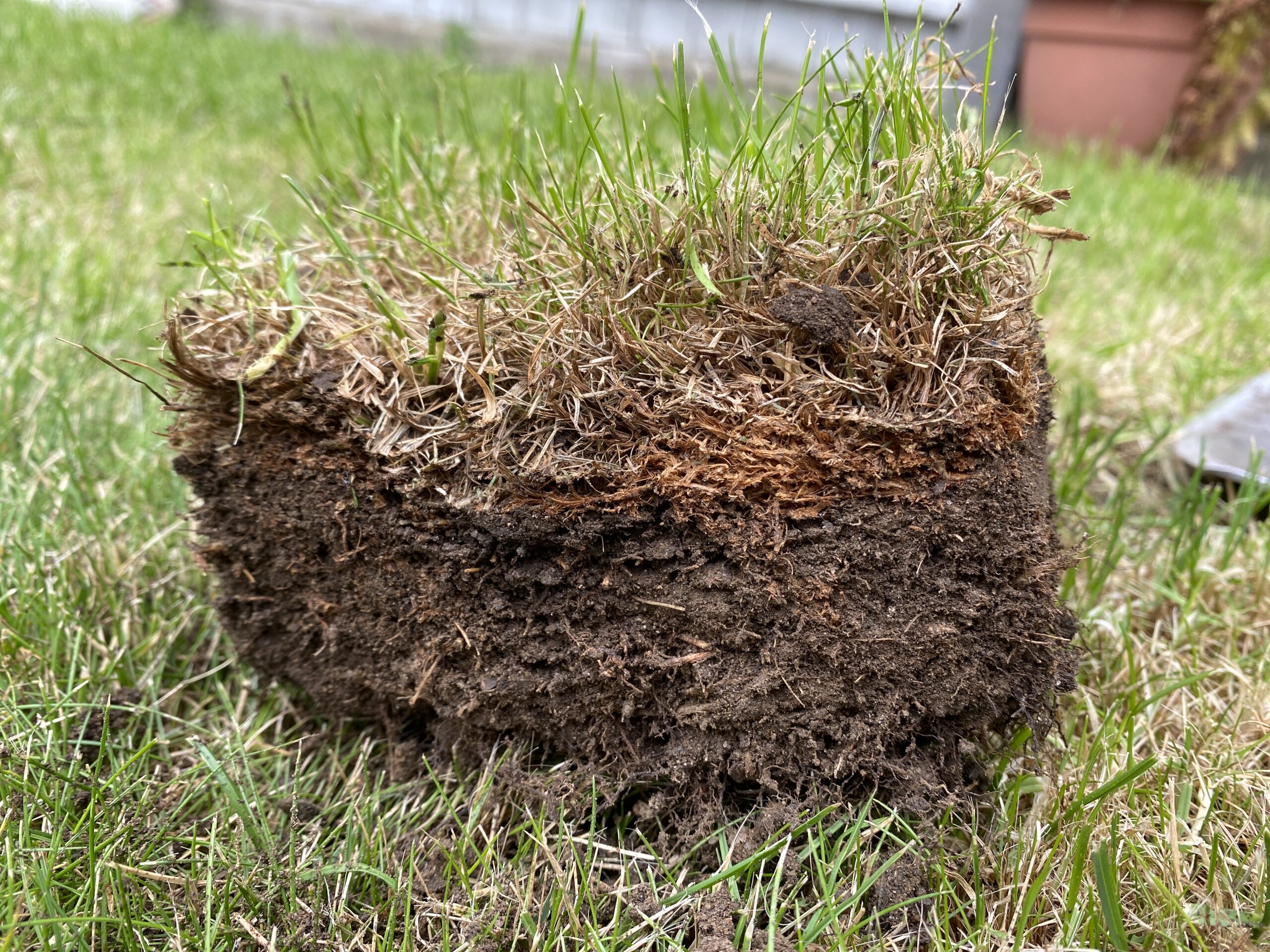Hollow-tine aeration being carried out on a lawn in autumn