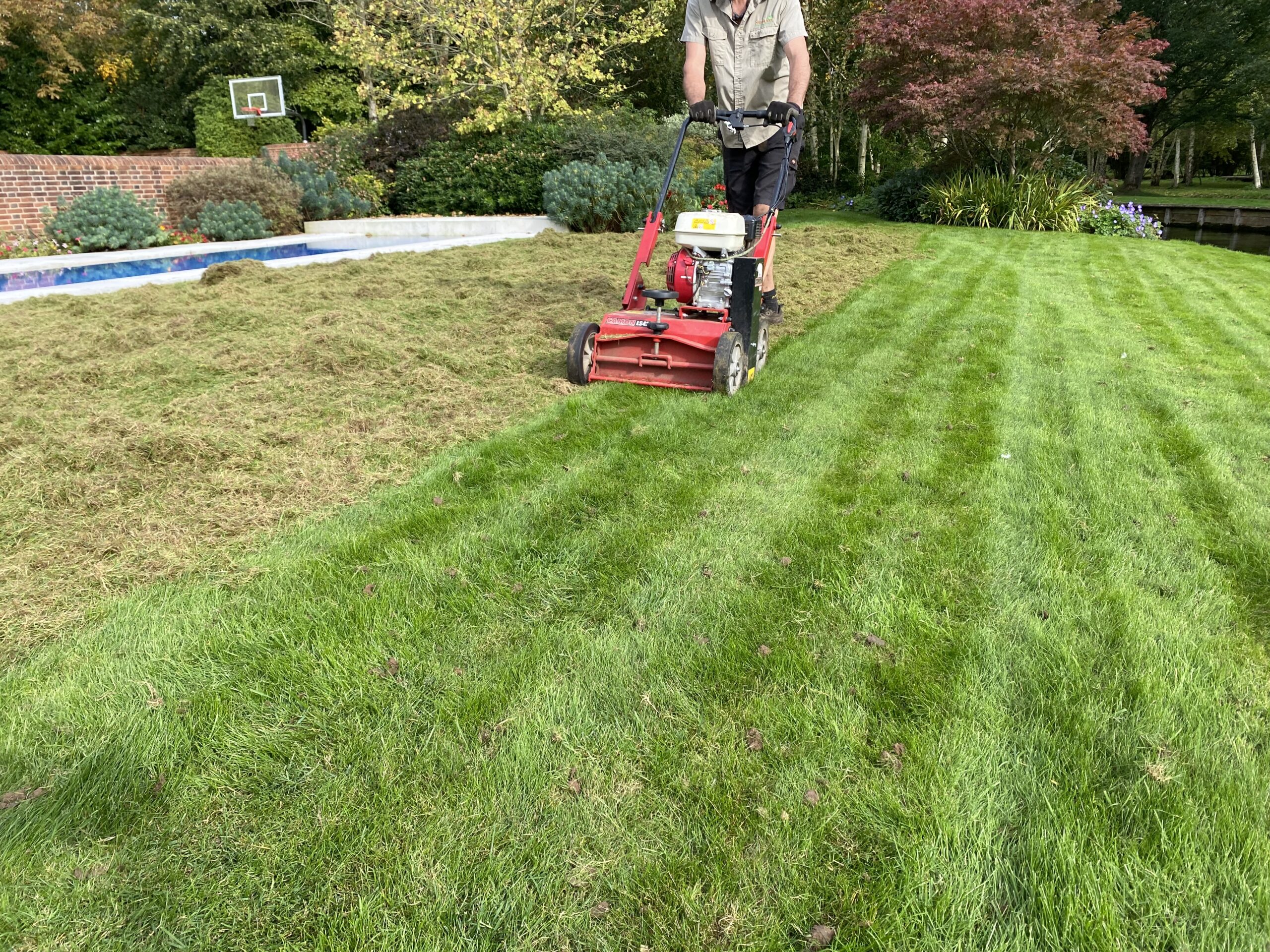Lawn being scarified during the autumn renovation window