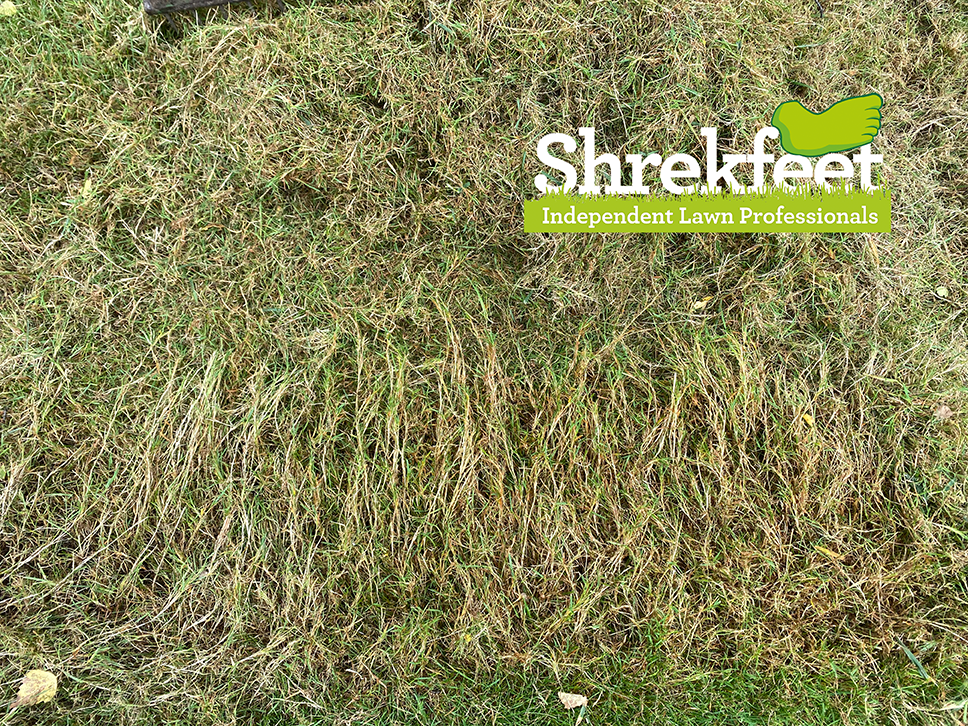 Cross-section of lawn turf showing the thatch layer between grass and soil