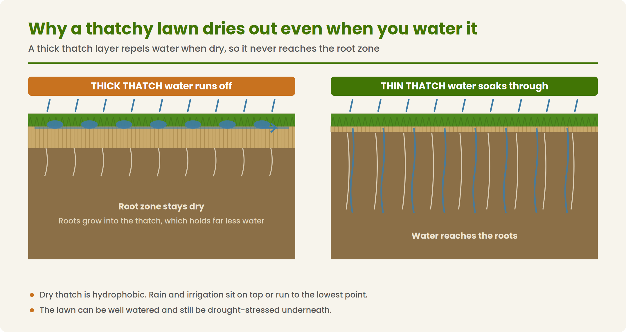 Diagram showing why water sits on top of a thick thatch layer instead of reaching grass roots