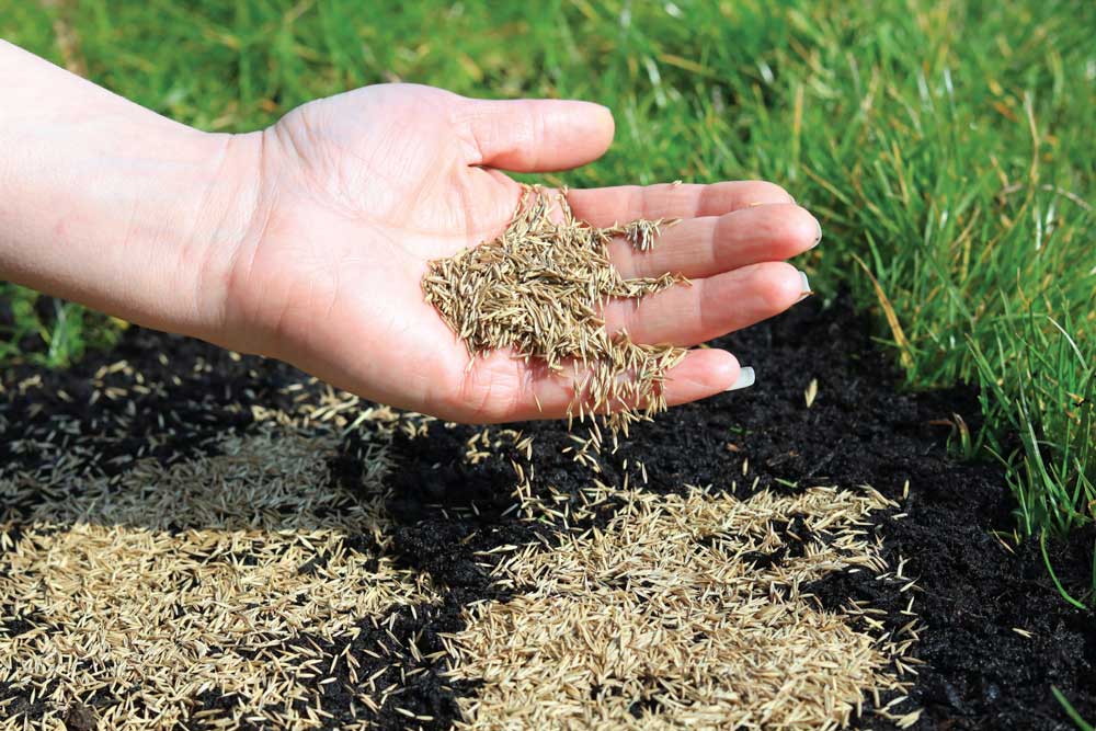 Lawn being overseeded after moss removal and aeration to restore grass coverage