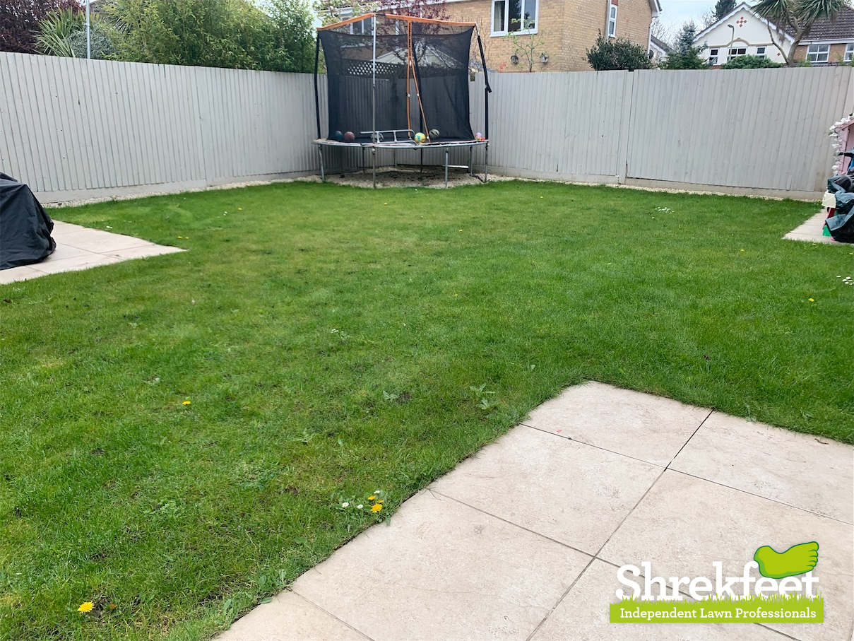 Lawn with broadleaf weeds before professional weed control treatment