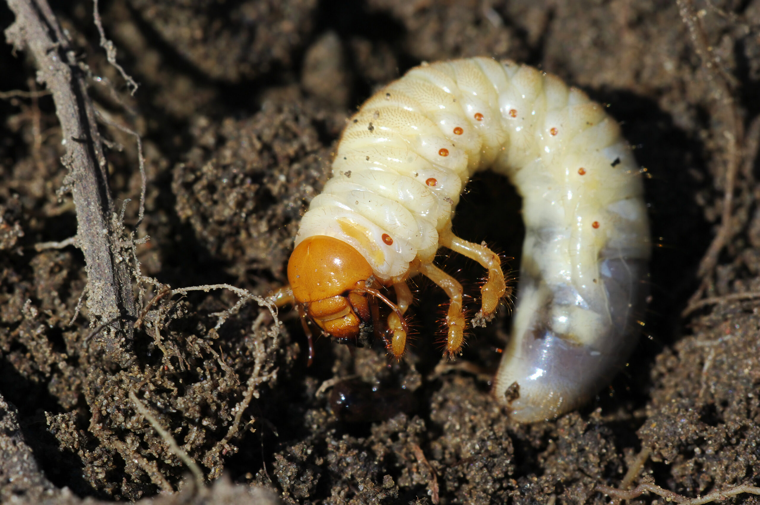 Chafer grub showing the creamy white C-shaped body and orange-brown head