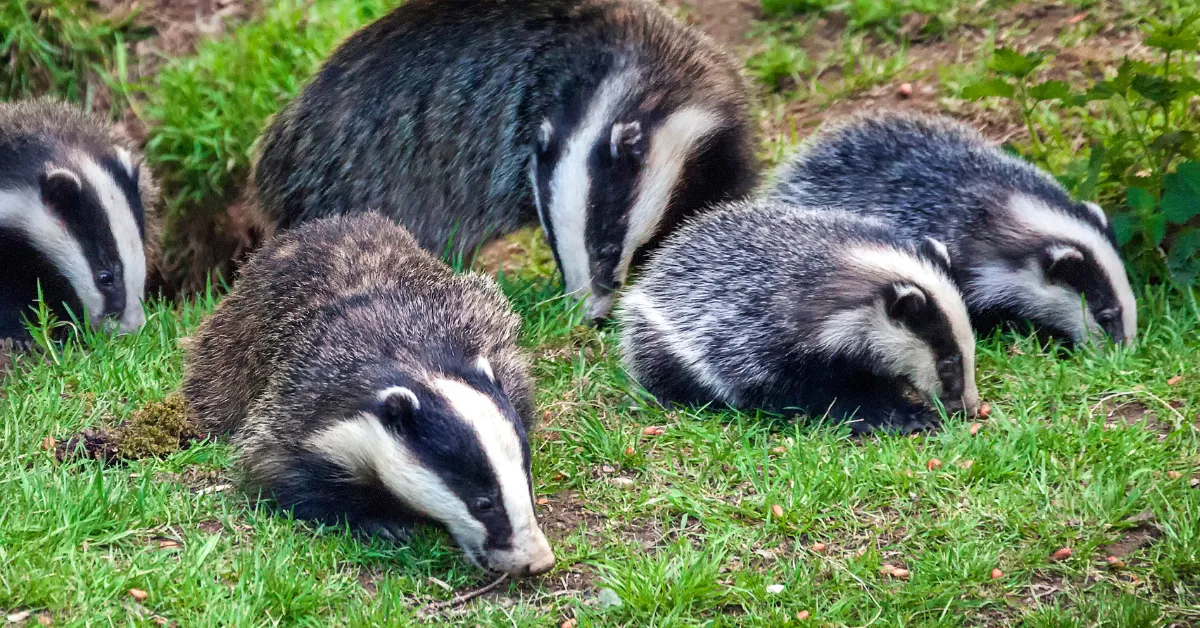 Badger on a lawn at night, a protected species in the UK
