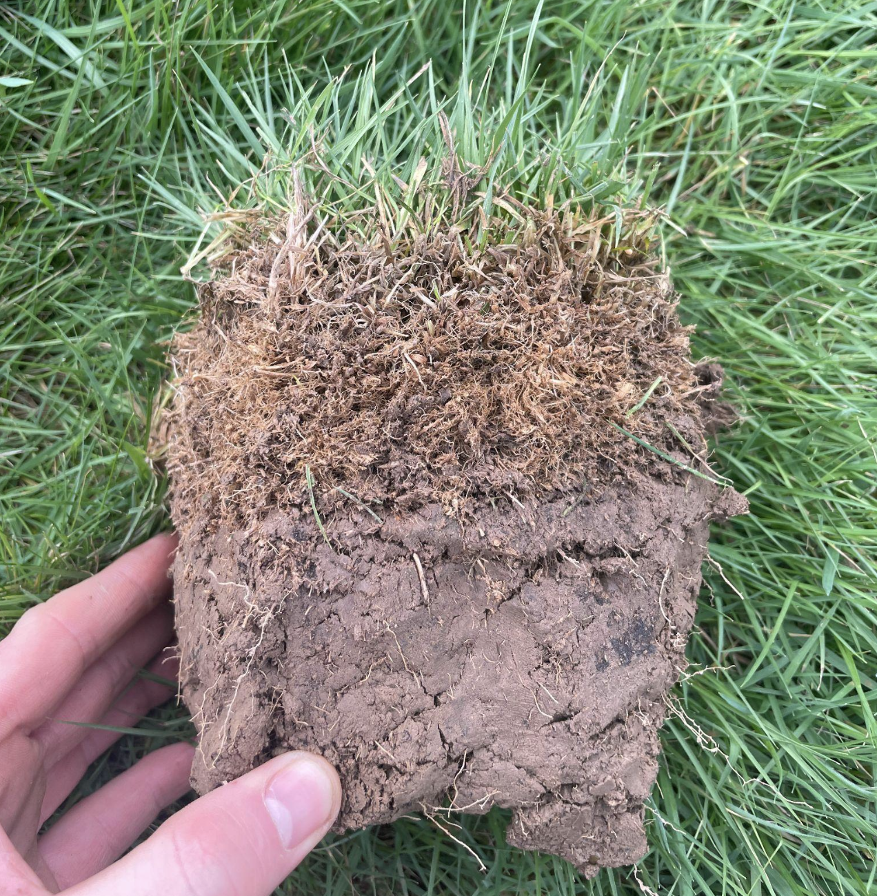 Turf profile showing a thick thatch layer preventing water reaching the soil