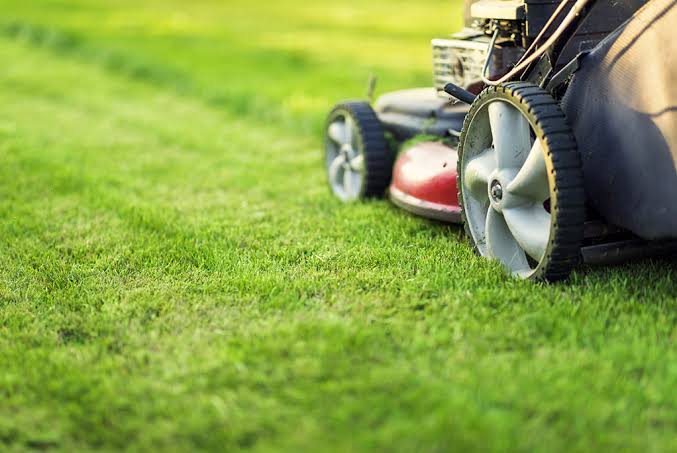 Lawn cut short going into autumn leaving the surface exposed